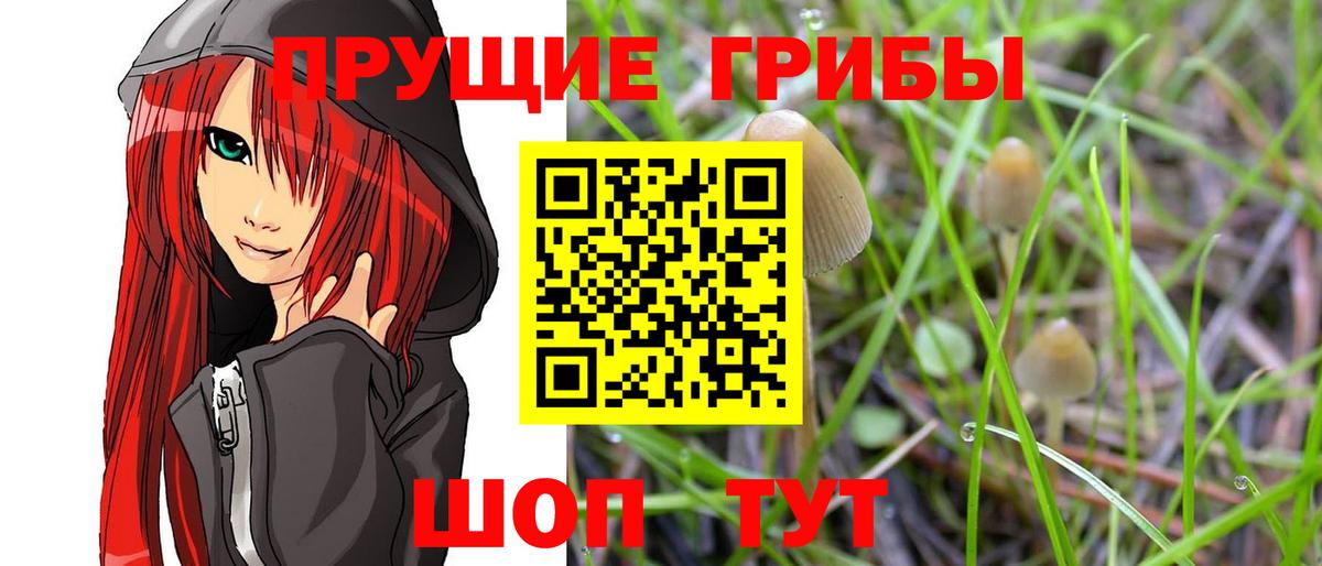 Псилоцибиновые грибы Psilocybine cubensis Горно-Алтайск